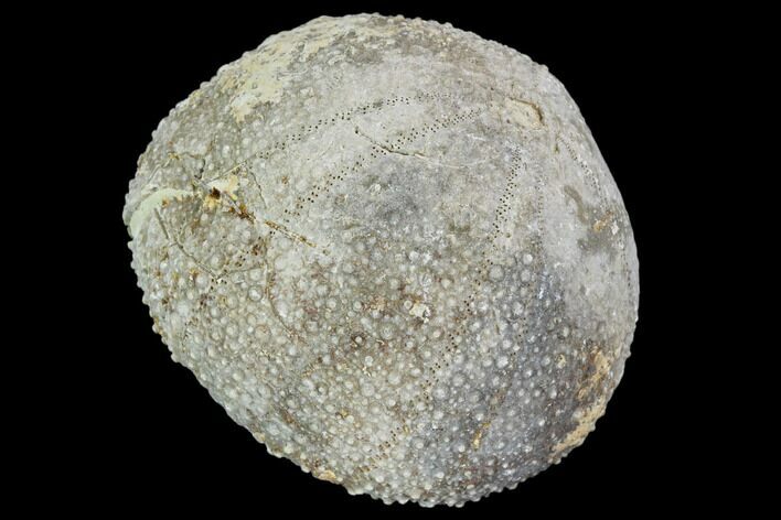Fossil Sea Urchin (Psephecinus) - Morocco #104525